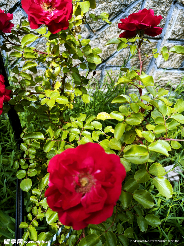 红色蔷薇花花枝花架