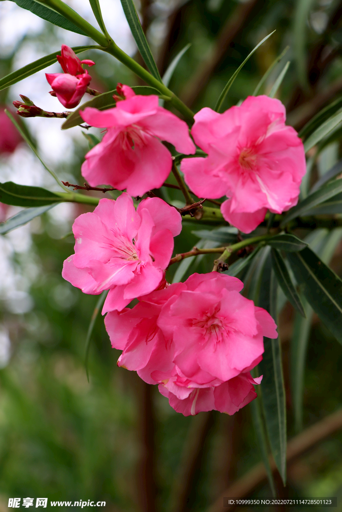 夹竹桃花
