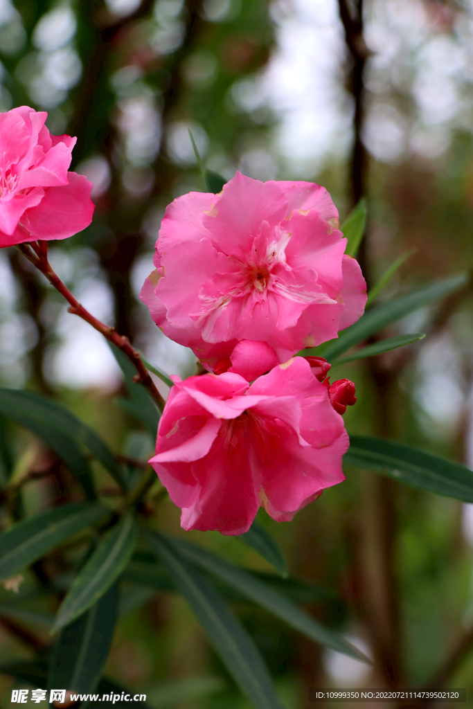 夹竹桃花
