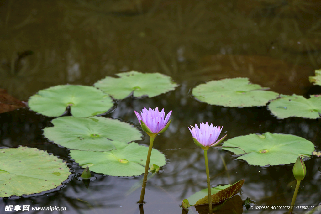 水莲花开