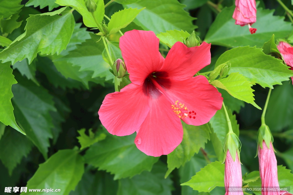 朱槿花