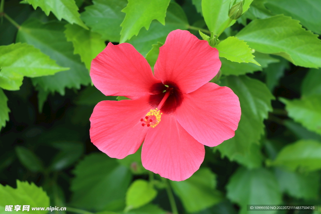 朱槿花