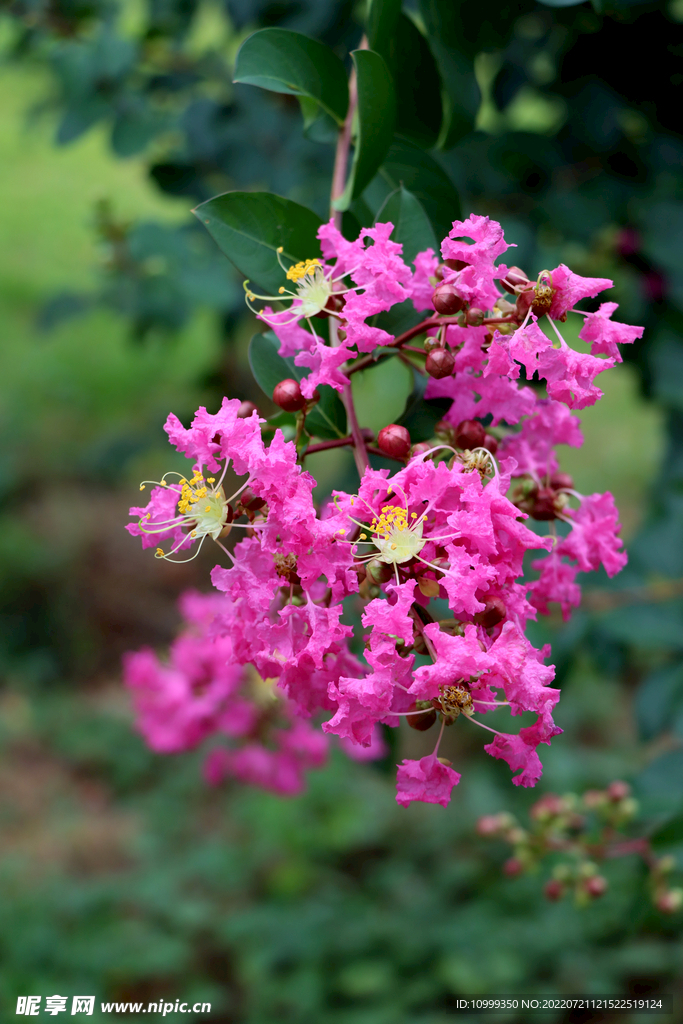 紫薇花