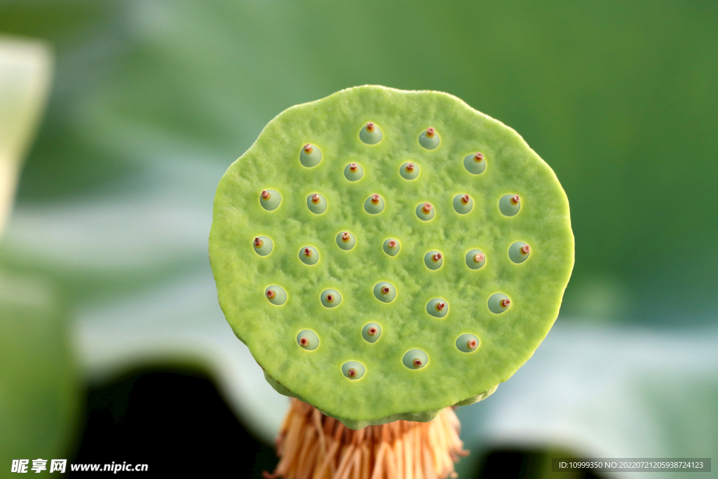 莲蓬莲子