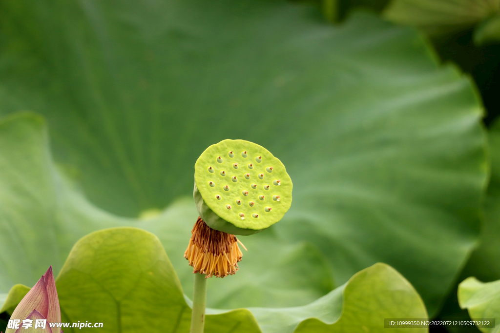 莲蓬莲子