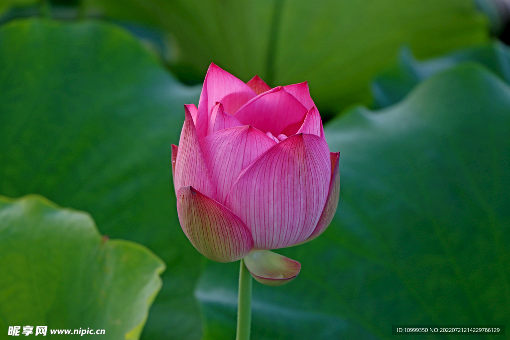 莲花花苞
