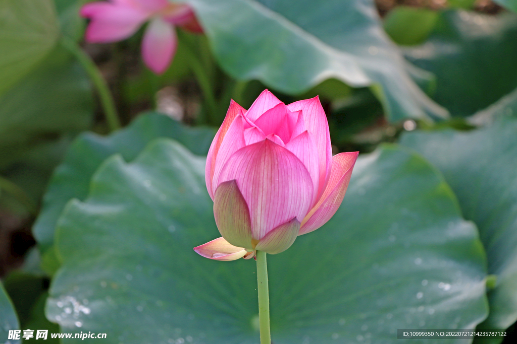莲花花苞
