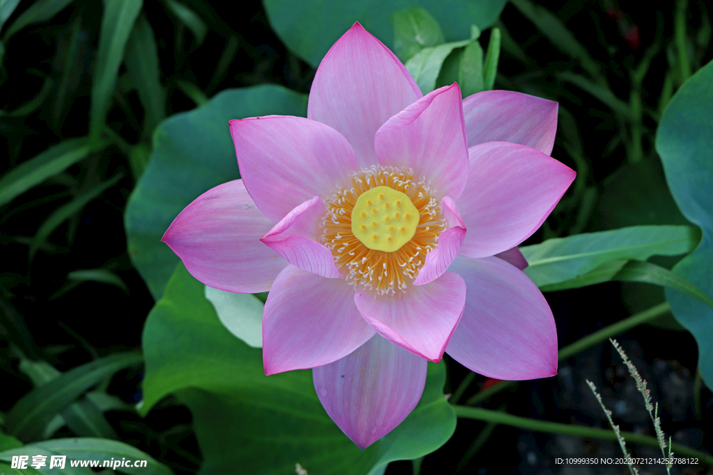 莲花花苞