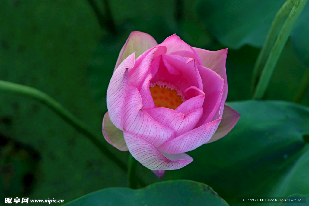 莲花花苞