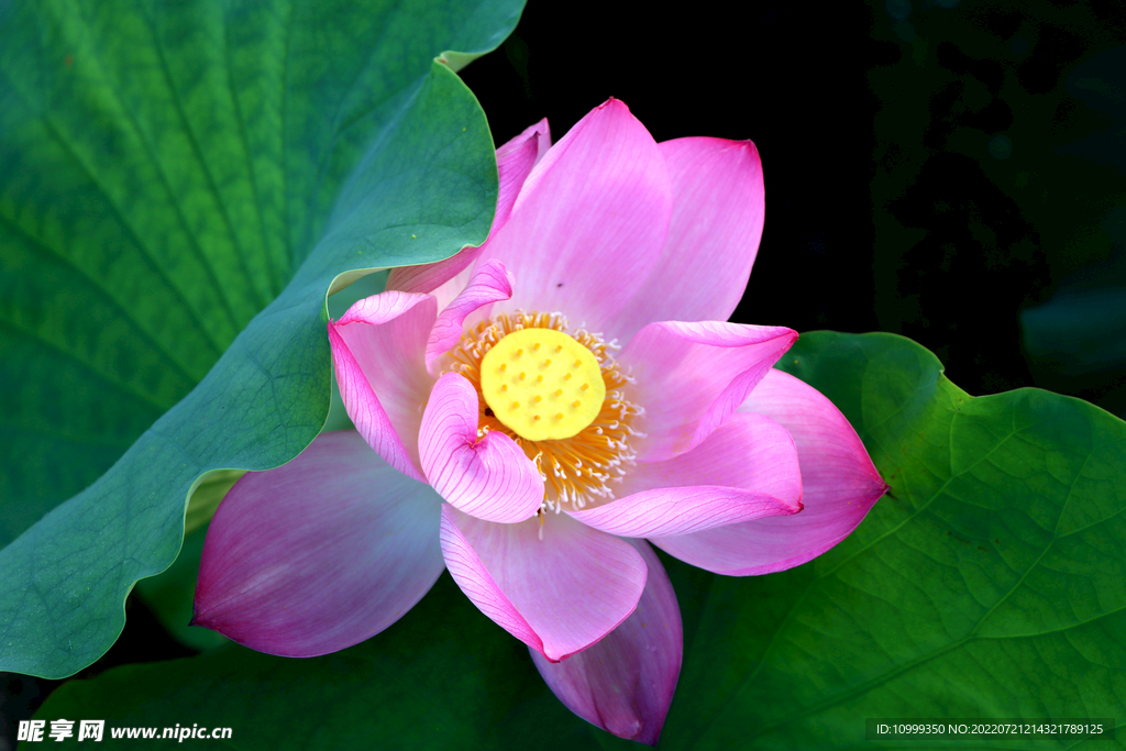 莲花花苞