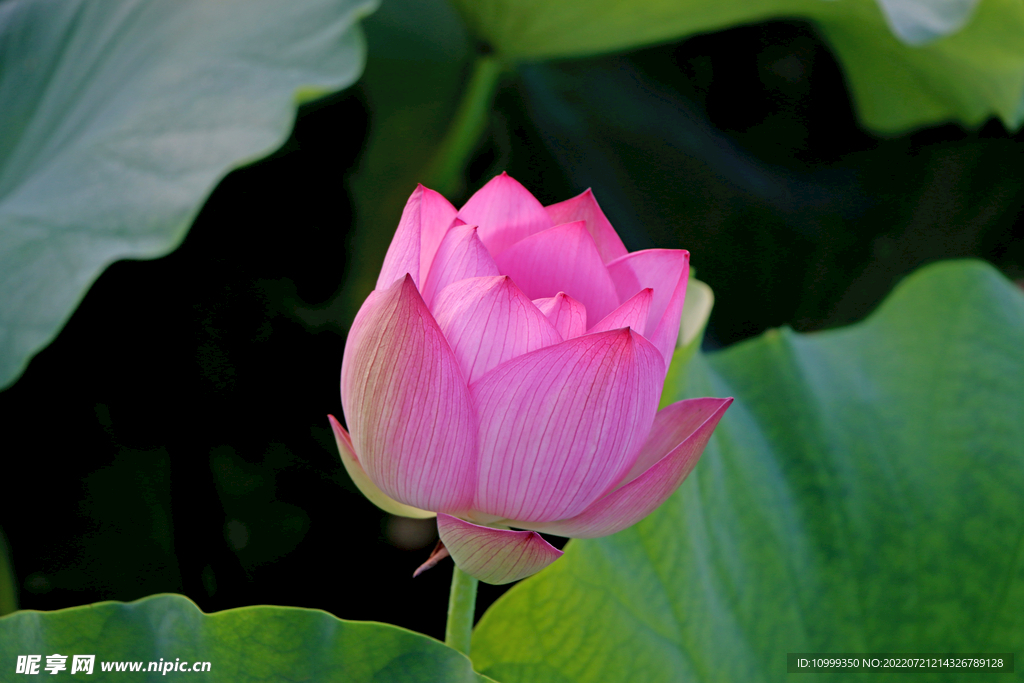莲花花苞