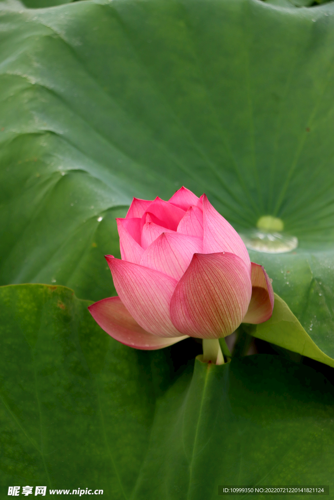 莲花花苞