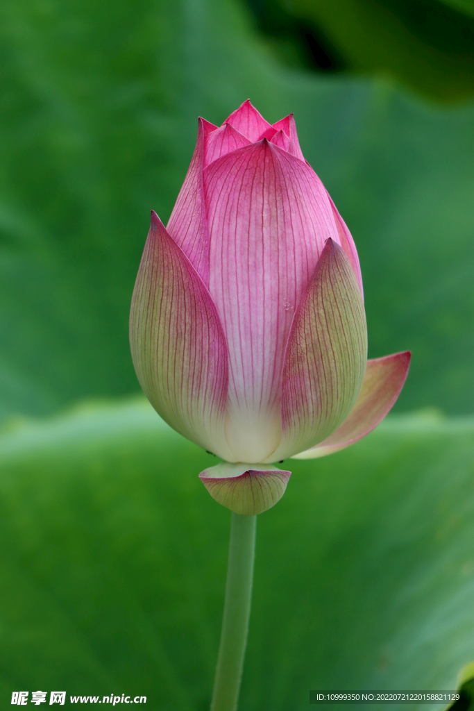 荷花花苞