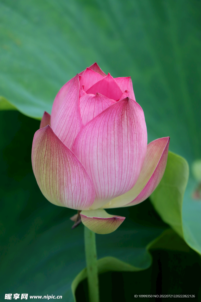 荷花花苞