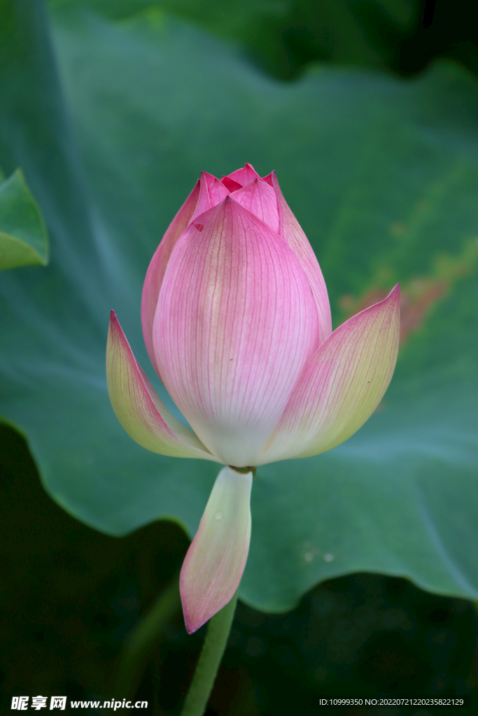 荷花花苞