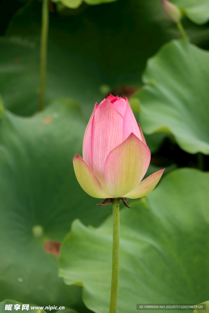 莲花花苞