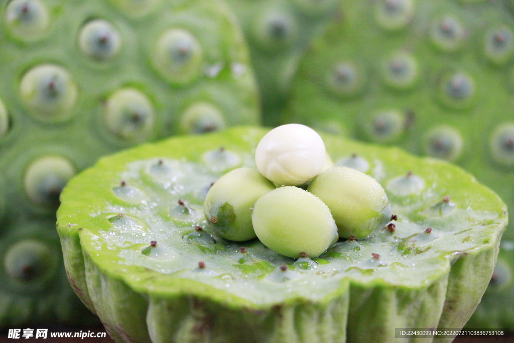 莲蓬 莲子
