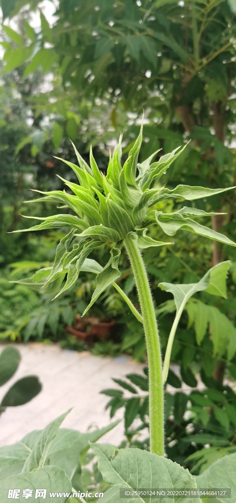 葵花