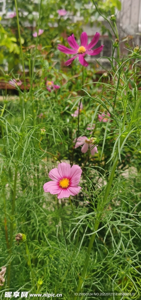 波斯菊