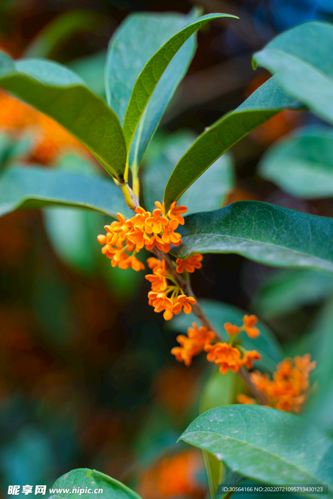 户外十月桂花树叶