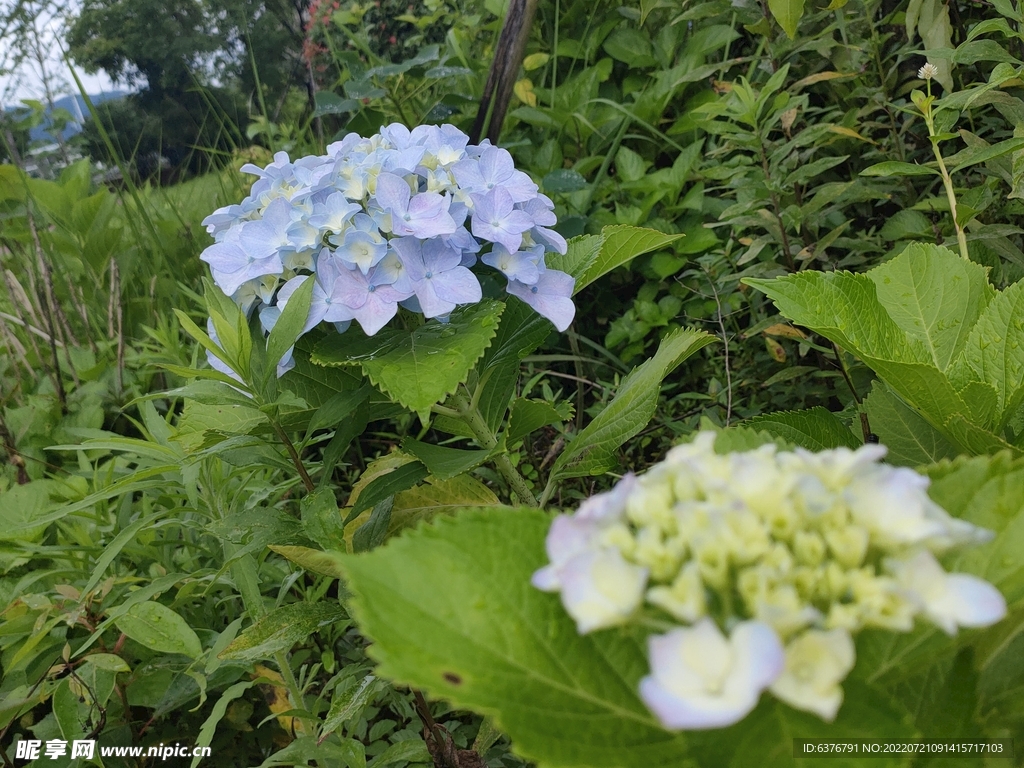 花球 绣球花  花丛 公园  