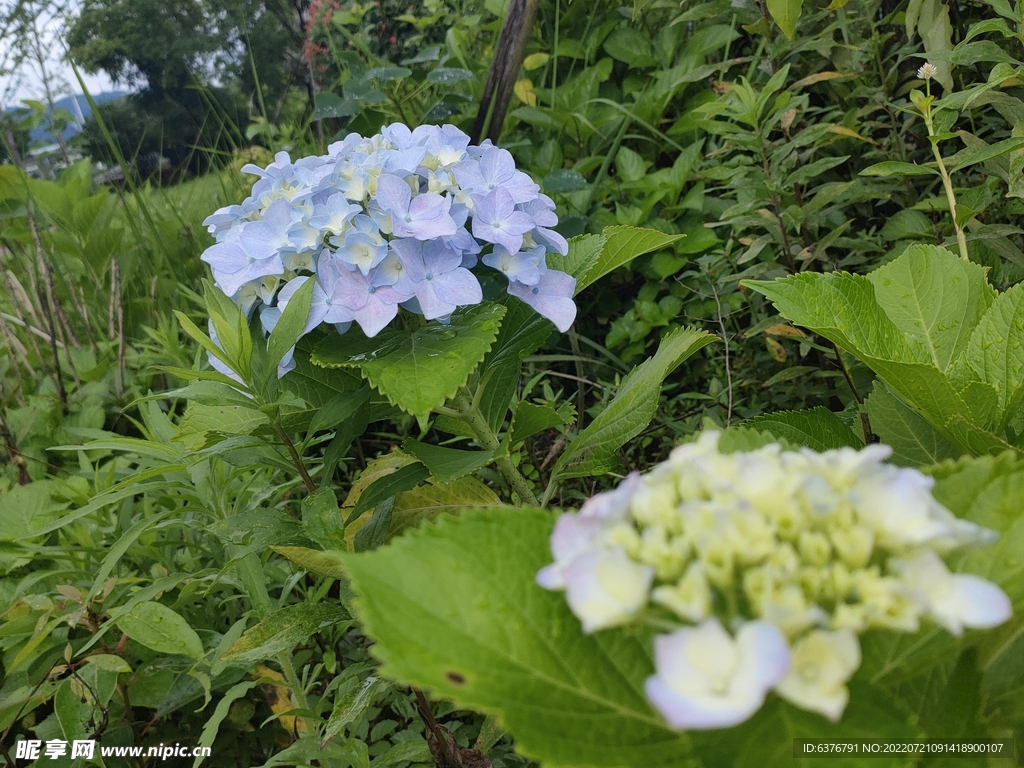 花球 绣球花  花丛 公园  