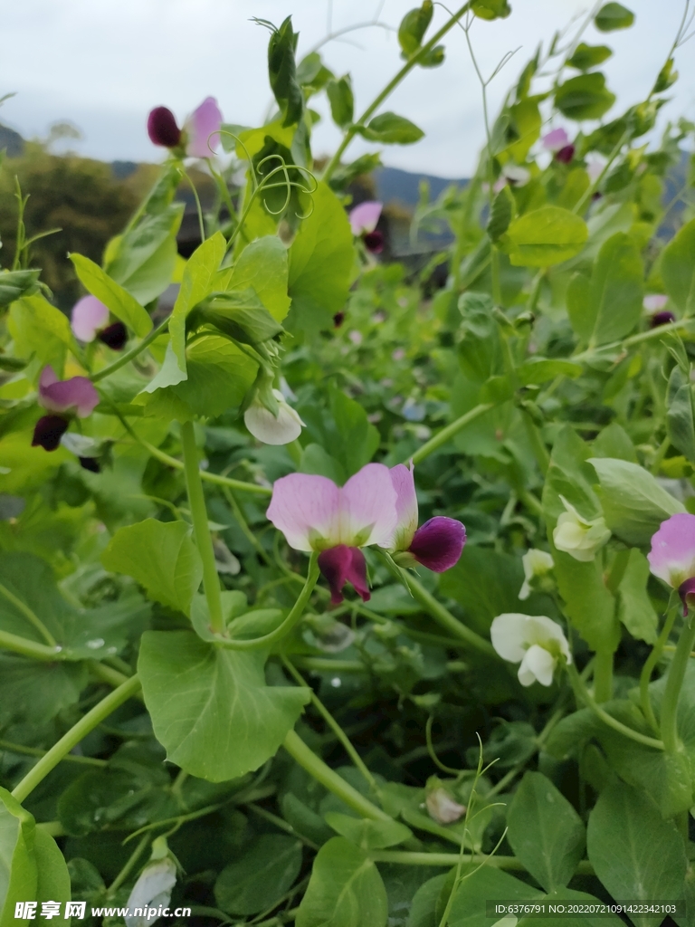 豆荚花 紫色 绿色 植物