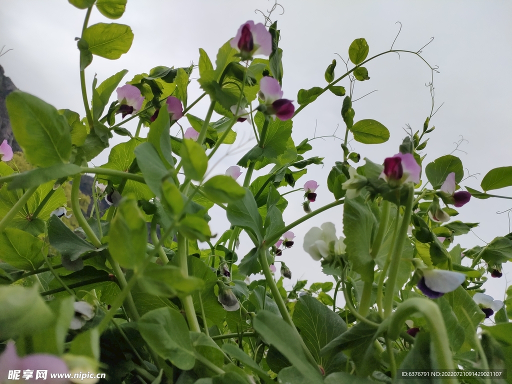 豆荚花 紫色 绿色 