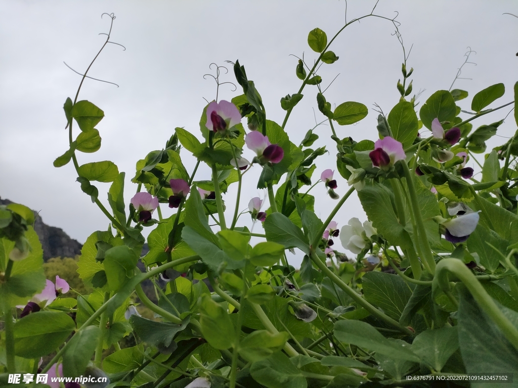 豆荚花 紫色 绿色 