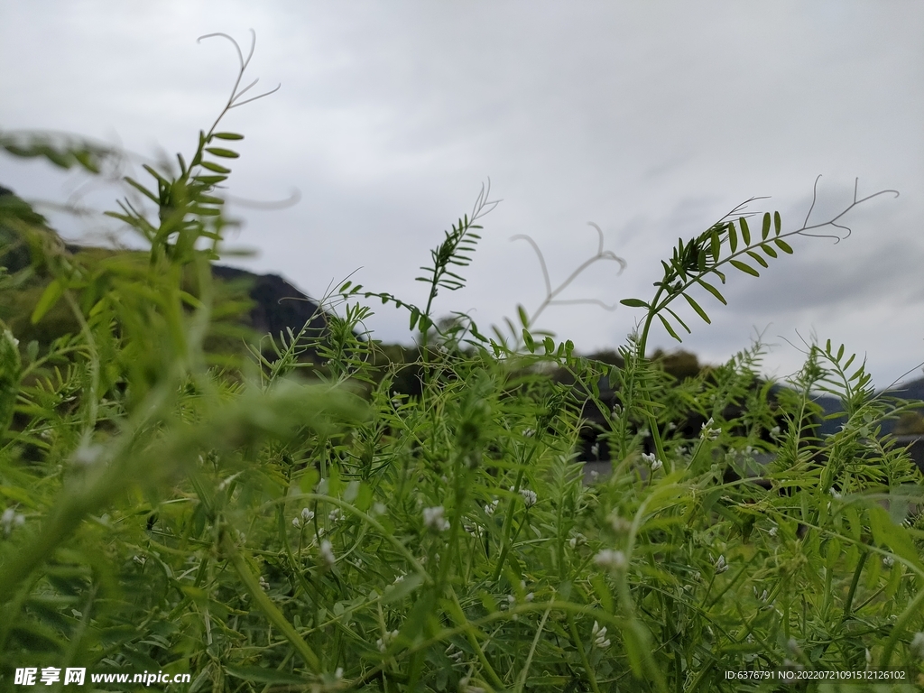  绿色 植物  公园 田园 草
