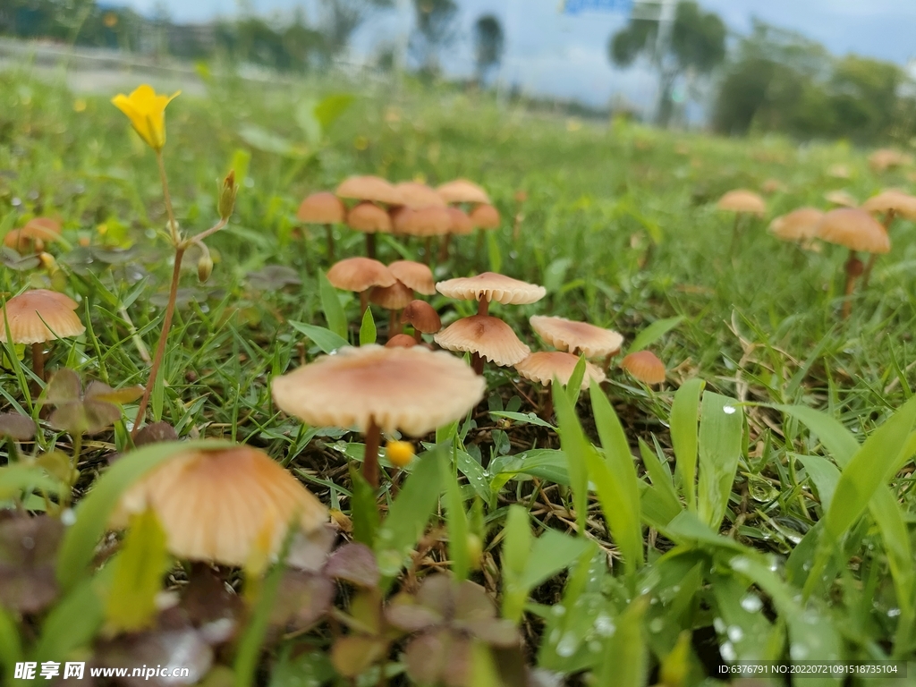 雨后蘑菇  公园  草坪 绿色