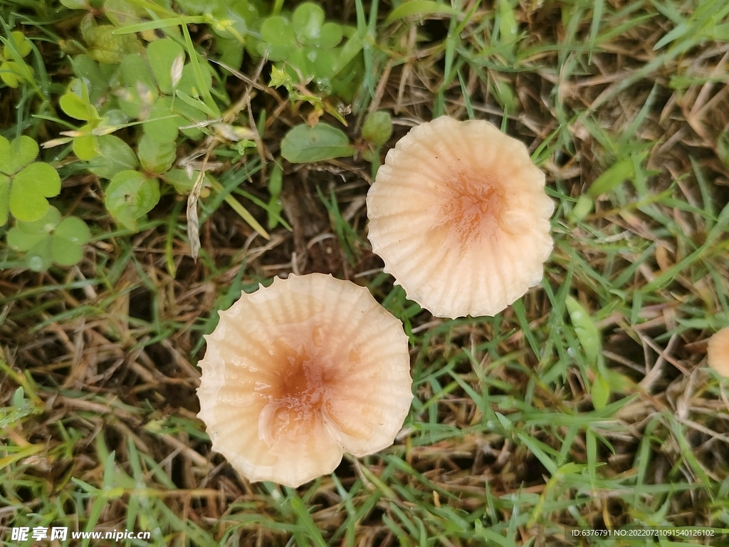 雨后蘑菇  公园  草坪 绿色