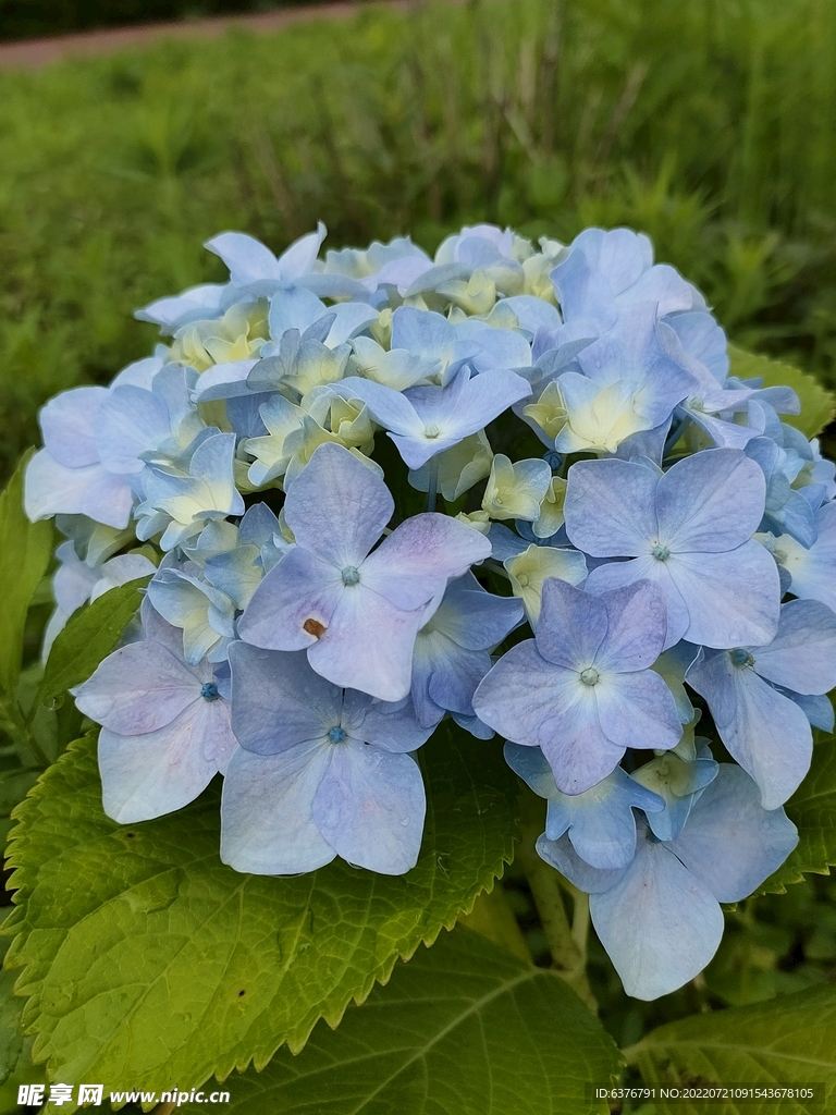 花球 绣球花  花丛 公园  