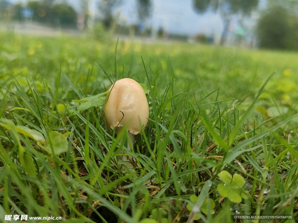 雨后蘑菇  公园  草坪 绿色