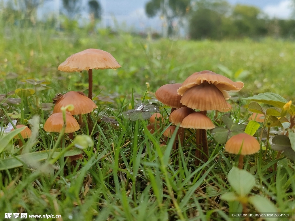 雨后蘑菇  公园  草坪 绿色
