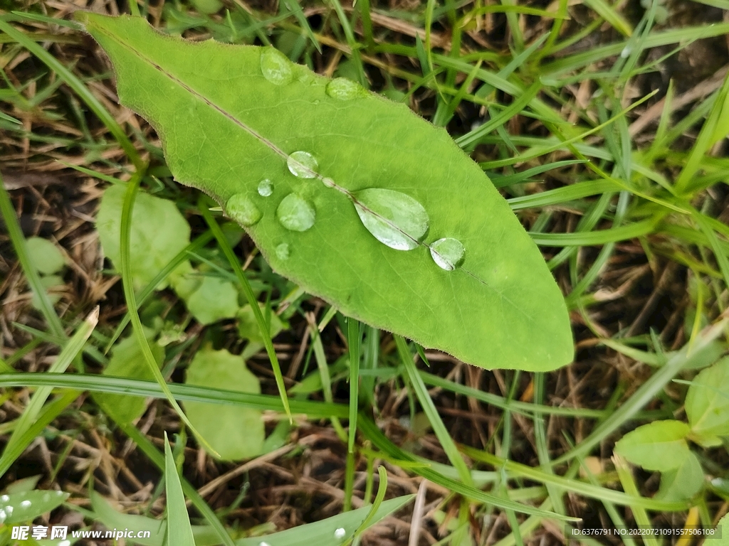 雨后绿叶 水滴 植物 