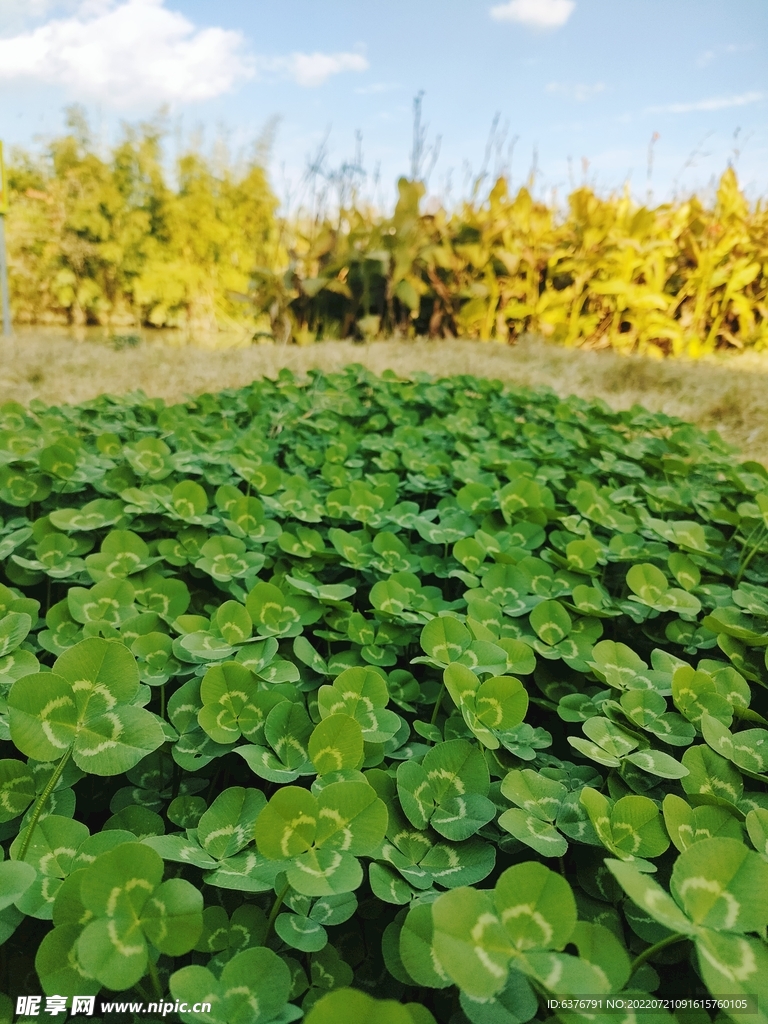 三叶草 绿色 植物 花 草坪