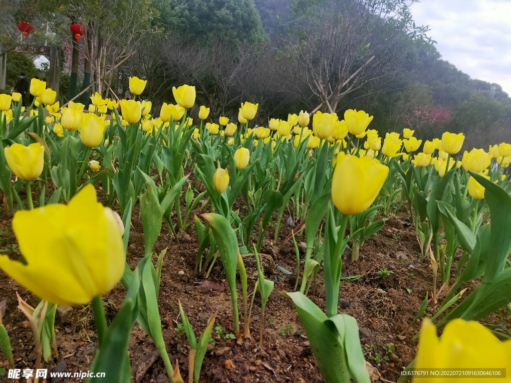 黄色郁金香  花丛 公园 