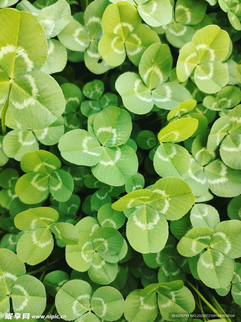 三叶草 绿色 植物 花