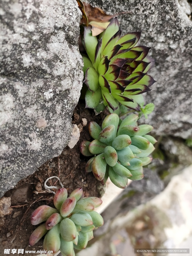 多肉 绿色 植物 石缝 青苔