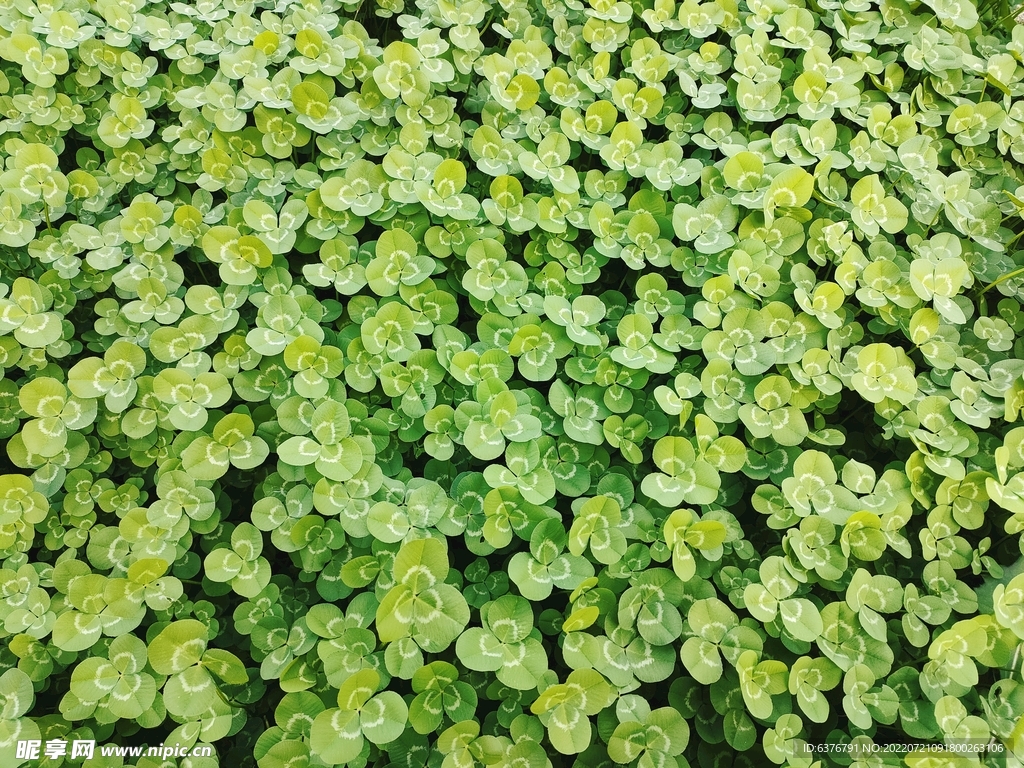 绿色植物三叶草