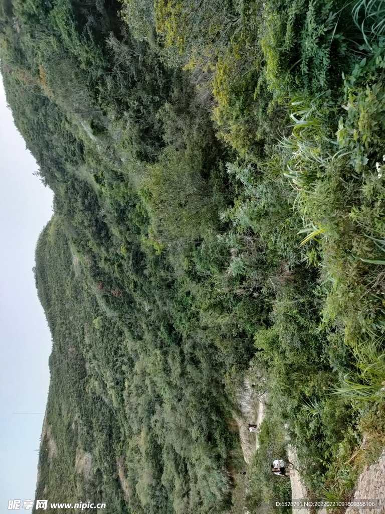 青山 山路 大山
