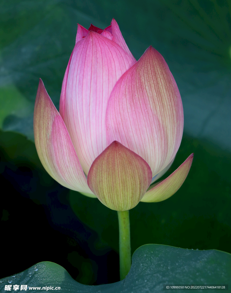 荷花花苞