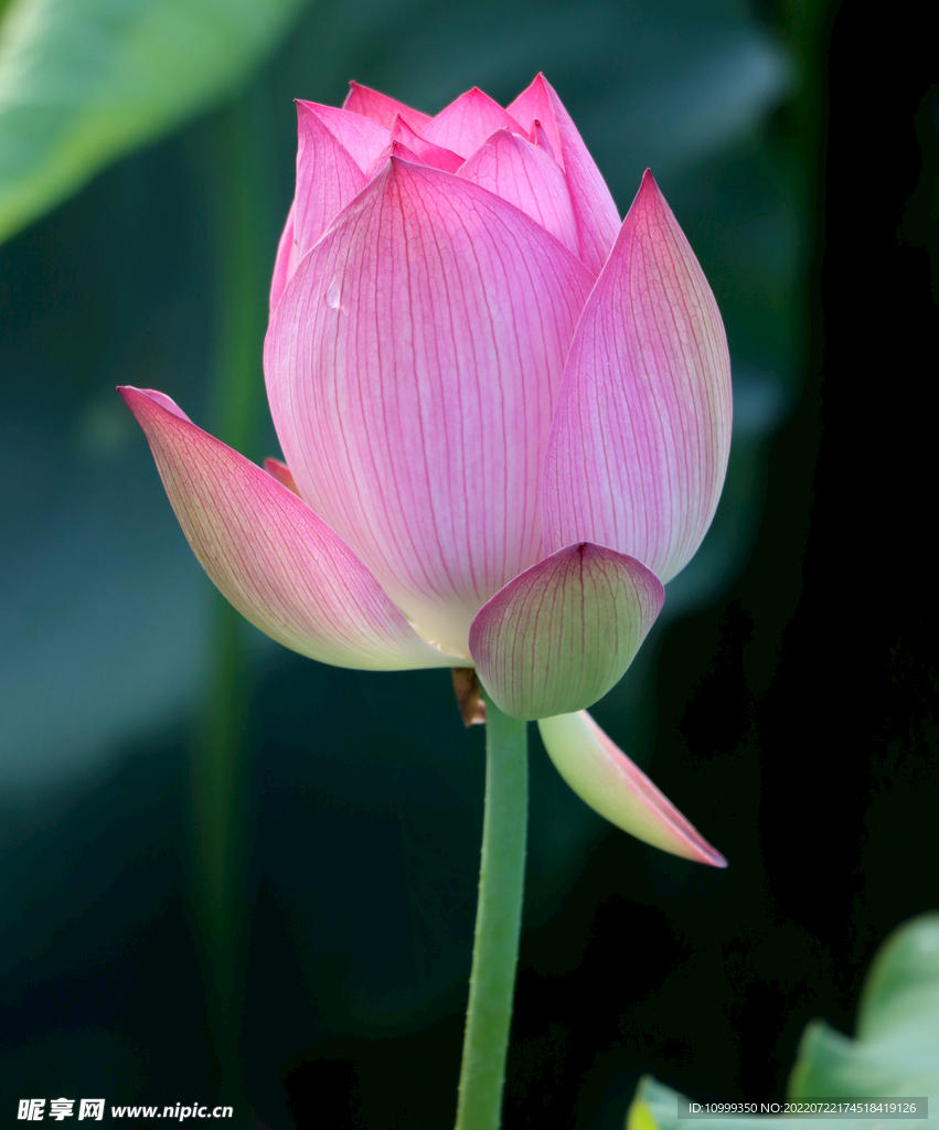 荷花花苞