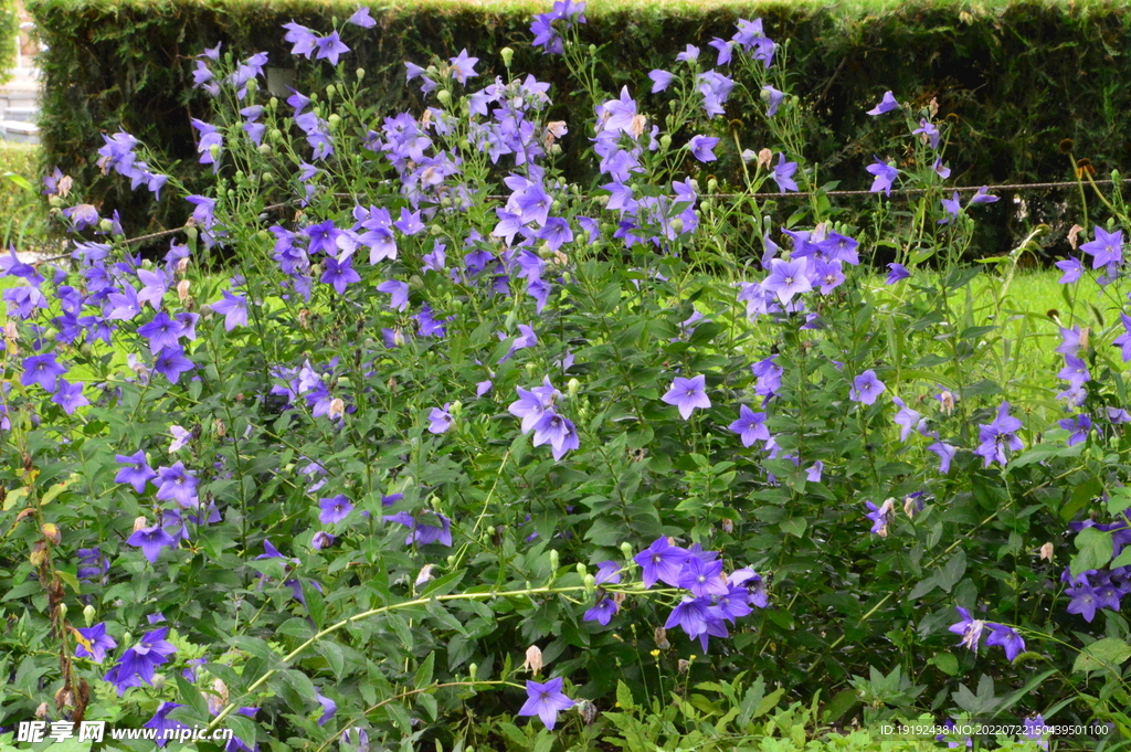 园林花草