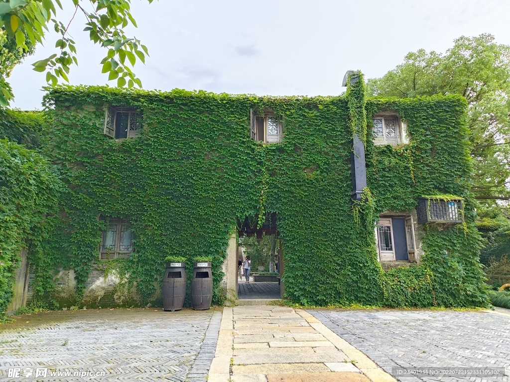 爬满爬山虎绿植的建筑