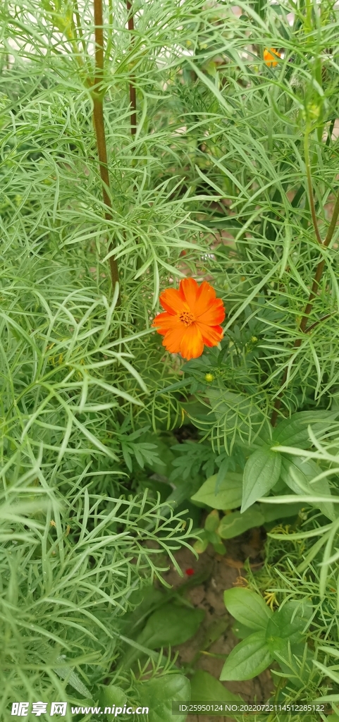波斯菊
