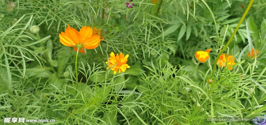 波斯菊