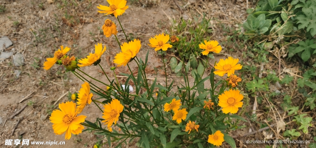 金鸡菊