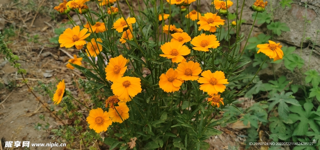 金鸡菊